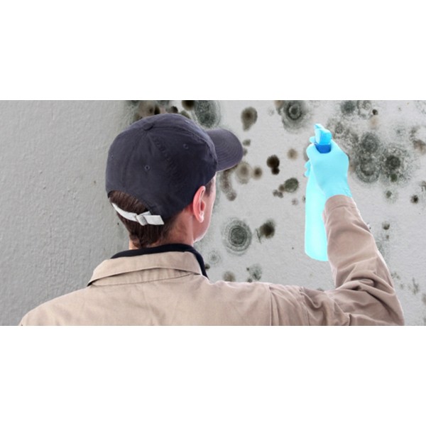 Mold Remediation Compliance Guide